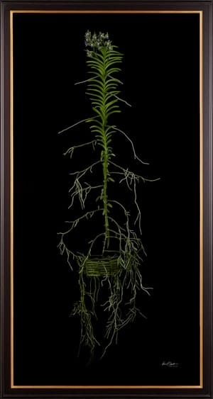 Framed Fine Art Print of Vanda Tessellata Leopart Plant by Kevin G Saunders