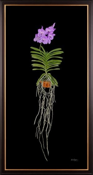 Framed Fine Art Print Vanda Charlene Atkins Plant by Kevin G Saunders