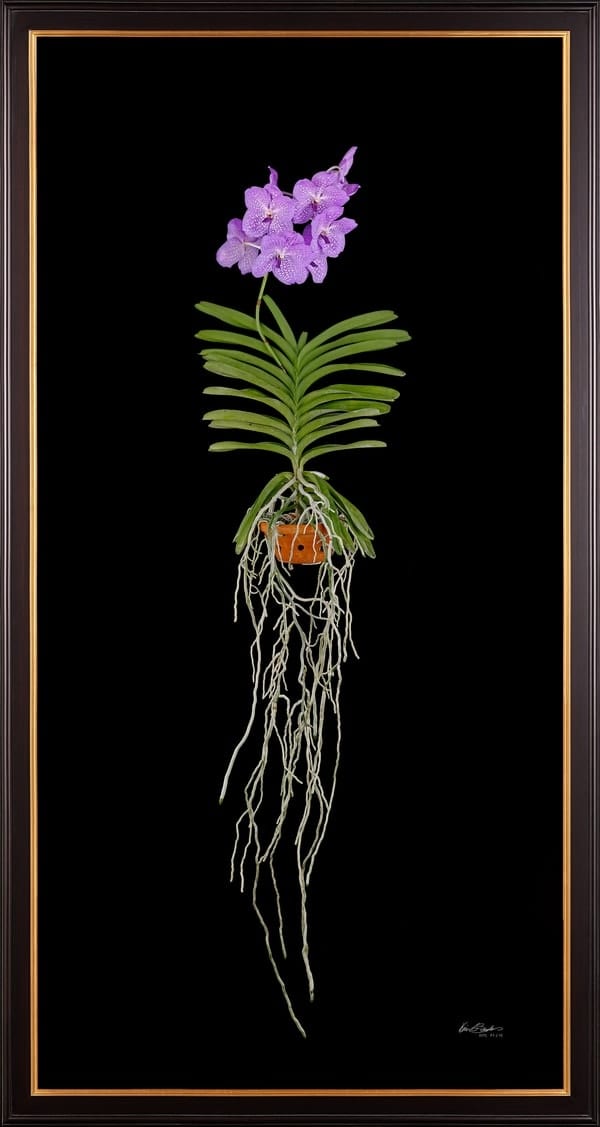 Framed Fine Art Print Vanda Charlene Atkins Plant by Kevin G Saunders