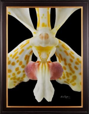 Framed Fine Art print of Vanda Tri Color – Bloom Close by Kevin G Saunders