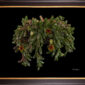Framed Fine Art Orchid Print Huernia Confusa Plant by Kevin G Saunders