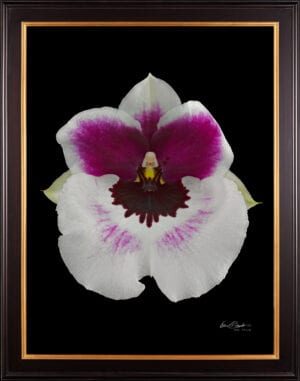 Framed Fine Art Print Miltoniopsis Bloom by Kevin G Saunders