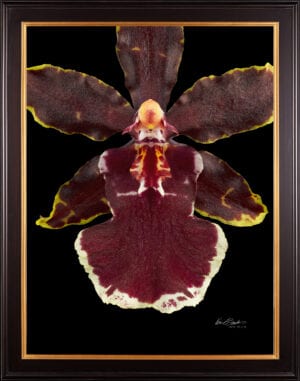 Framed Fine Art Print Odcdm Wildcat Bobcat Bloom Close by Kevin G Saunders