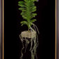 Framed Fine Art Print of Vanda Sansai Blue Plant by Kevin G Saunders
