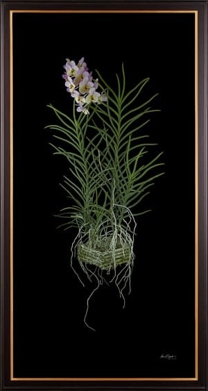 Framed Fine Art Orchid Print Vanda Tang See Hang Cathy and Frank Burzik Plant
