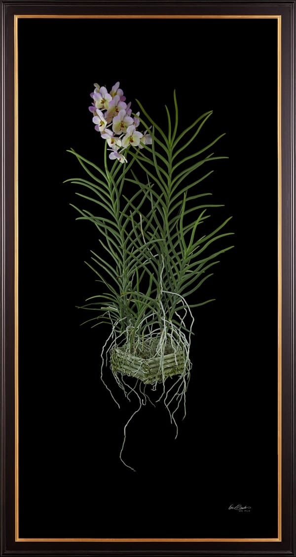 Framed Fine Art Orchid Print Vanda Tang See Hang Cathy and Frank Burzik Plant