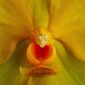 Fine Art Orchid Print Ascda Fuchs Angel Frost Michael FCC AOS Bloom Close by Kevin G Saunders