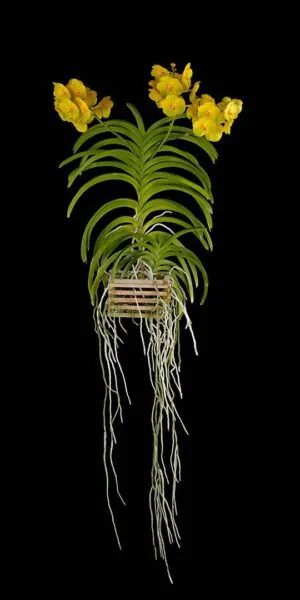 Ascda Fuchs Angel Frost 'Michael' FCC/AOS - Plant