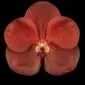 Fine Art Orchid Print Ascda Fuchs Sunkist Orange Glow Bloom by Kevin G Saunders