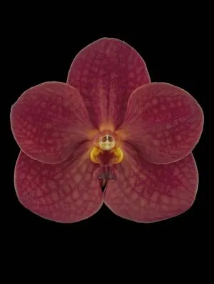 Ascda John de Biase 'Angela' - Bloom