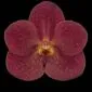 Fine Art Orchid Print Ascda John de Biase Angela Bloom by Kevin G Saunders