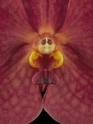 Ascda John de Biase 'Angela' - Bloom Close