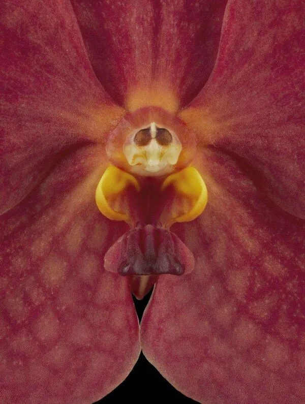 Ascda John de Biase 'Angela' - Bloom Close