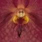 Fine Art Orchid Print Ascda John de Biase Angela Bloom Close by Kevin G Saunders