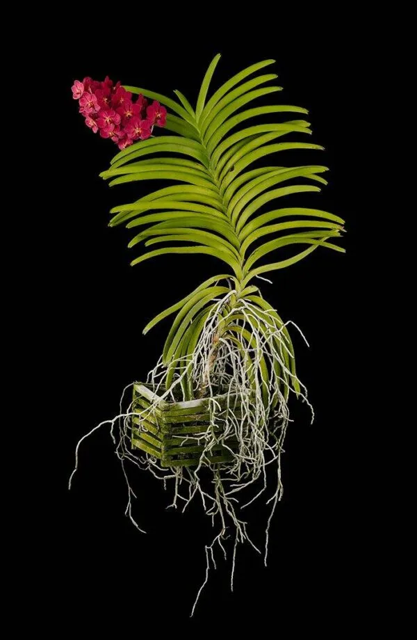 Ascda John de Biase 'Angela' - Plant