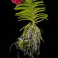 Fine Art Orchid Print Ascda John de Biase Angela Plant by Kevin G Saunders
