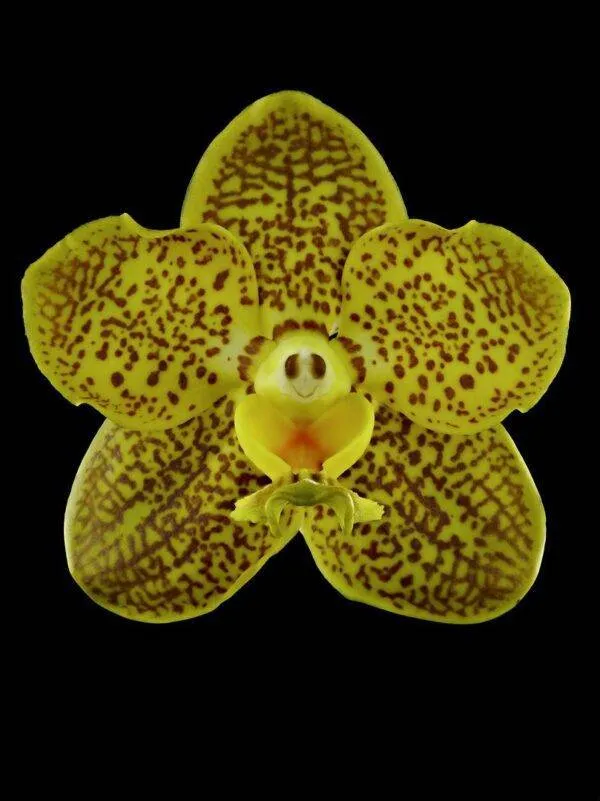 Ascda Kirk Hoo 'Yellow Dragon' - Bloom