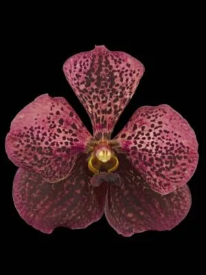 Ascda Tony Viggiani - Bloom