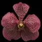 Fine Art Orchid Print Ascda Tony Viggiani Bloom by Kevin G Saunders