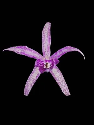 BC Makai 'Louise' AM/AOS - Bloom