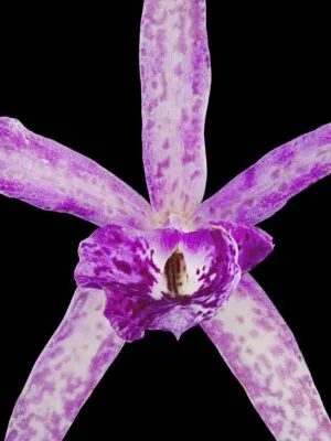 Fine Art Orchid Print Bc Makai Louise AM AOS Bloom Close by Kevin G Saunders