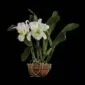 Fine Art Orchid Print Bc Pastoral Innocence AM AOS Plant by Kevin G Saunder