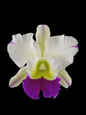 Fine Art Orchid Print Rhyncholaeliocattleya Hawaiian Wizard Bloom by Kevin G Saunders