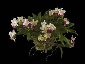 Fine Art Print Rhyncholaeliocattleya Hawaiian Wizard Plant by Kevin G Saunders