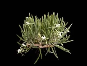 Fine Art Print Brassavola Nodosa Plant by Kevin G Saunders