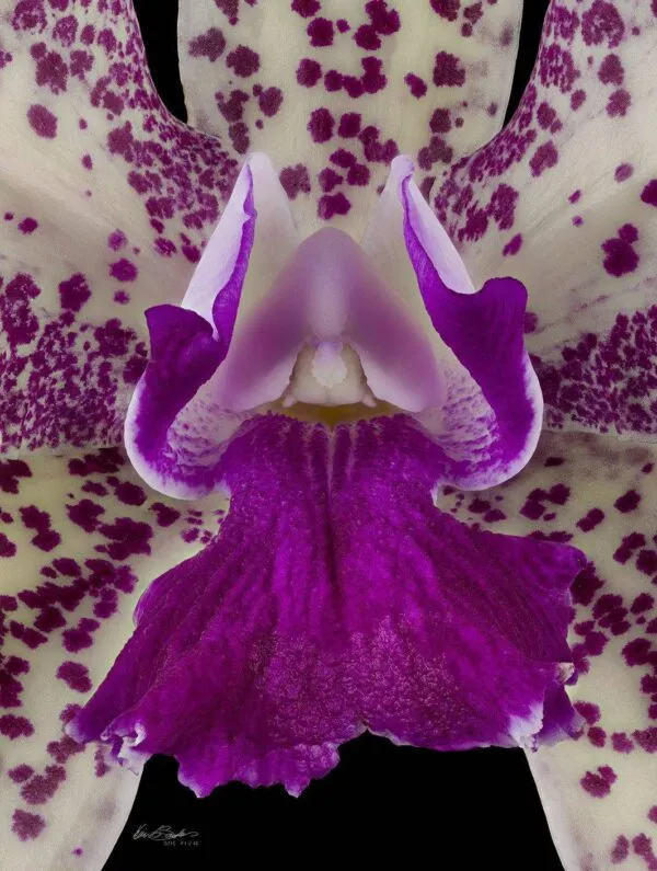 Cattleya Caudebec 'Little Mother' - Bloom Close