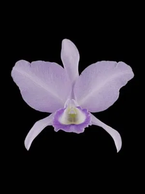 Fine Art Orchid Print Cattleya Portia coerulea 'Sir Jeremiah Coleman' Bloom by Kevin G Saunders