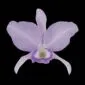 Fine Art Orchid Print Cattleya Portia coerulea 'Sir Jeremiah Coleman' Bloom by Kevin G Saunders
