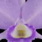 Fine Art Orchid Print Cattleya Portia coerulea 'Sir Jeremiah Coleman' Bloom Close by Kevin G Saunders