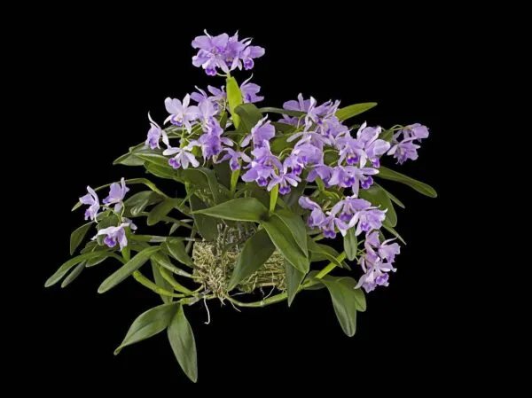 Cattleya Portia Coerulea 'Sir Jeremiah Coleman' - Plant