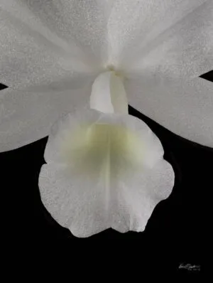 Fine Art Orchid Print Cattleya Skinneri Var Alba Bloom Close by Kevin G Saunders