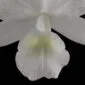 Fine Art Orchid Print Cattleya Skinneri Var Alba Bloom Close by Kevin G Saunders