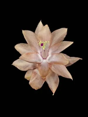 Fine Art Print Christmas Cactus Bloom by Kevin G Saunders