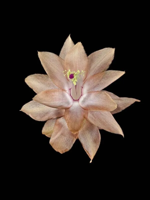 Christmas Cactus - Bloom