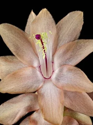 Fine Art Print Christmas Cactus Bloom Close by Kevin G Saunders