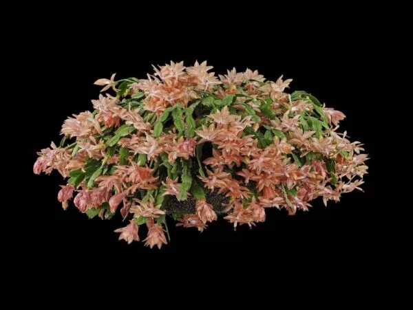 Christmas Cactus - Plant