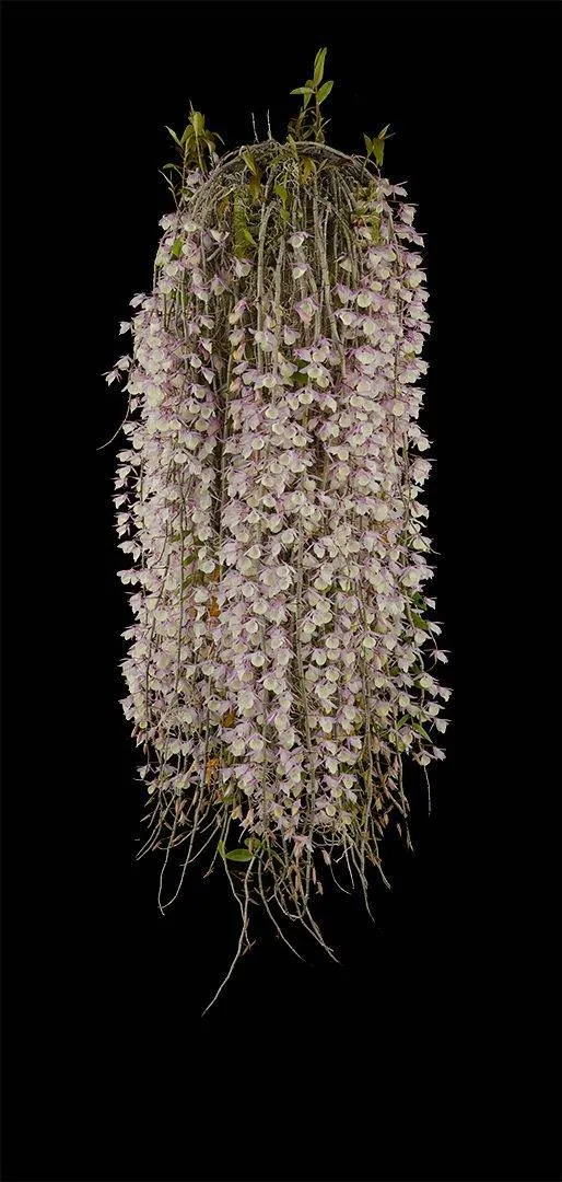 Dendrobium Aphyllum - Plant