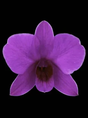 Fine Art Orchid Print Dendrobium Compactum Bloom by Kevin G Saunders