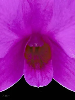 Fine Art Orchid Print Dendrobium Compactum Bloom Close by Kevin G Saunders