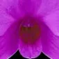 Fine Art Orchid Print Dendrobium Compactum Bloom Close by Kevin G Saunders