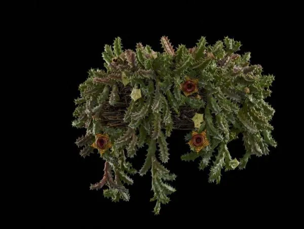 Huernia Confusa - Plant