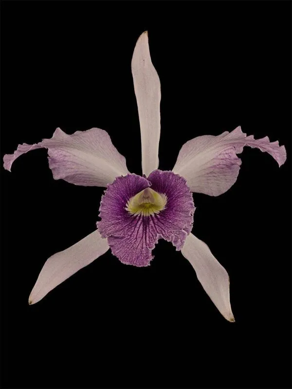 Laeliocattleya C.G. Roebling - Bloom