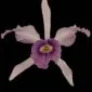Fine Art Orchid Print Laeliocattleya C G Roebling Bloom by Kevin G Saunders