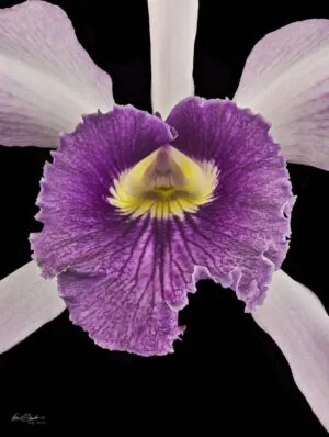 Fine Art Orchid Print Laeliocattleya C G Roebling Bloom Close by Kevin G Saunders
