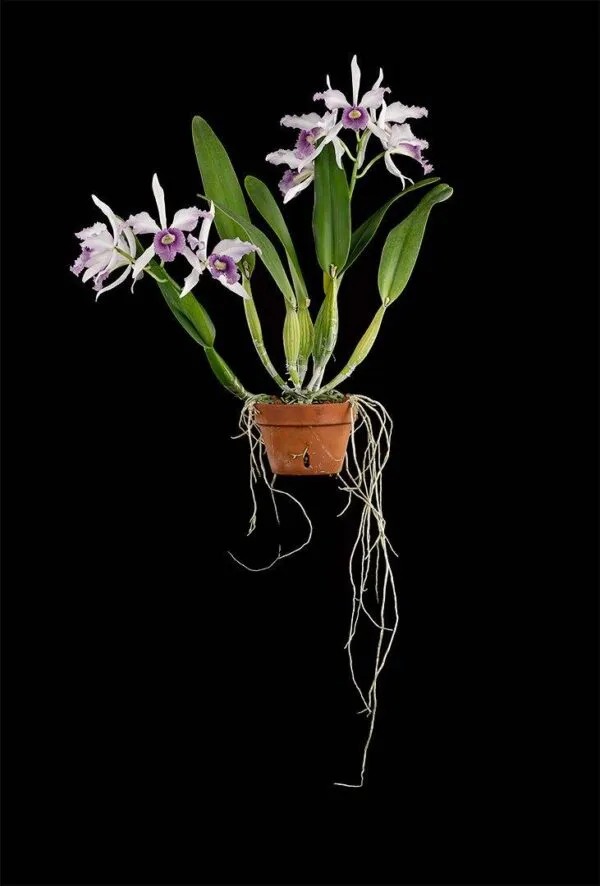 Laeliocattleya C.G. Roebling - Plant