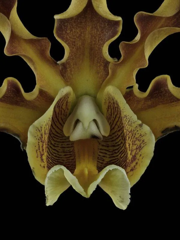 Myrmecophila Brysiana - Bloom Close